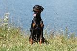 DOBERMANN 1043